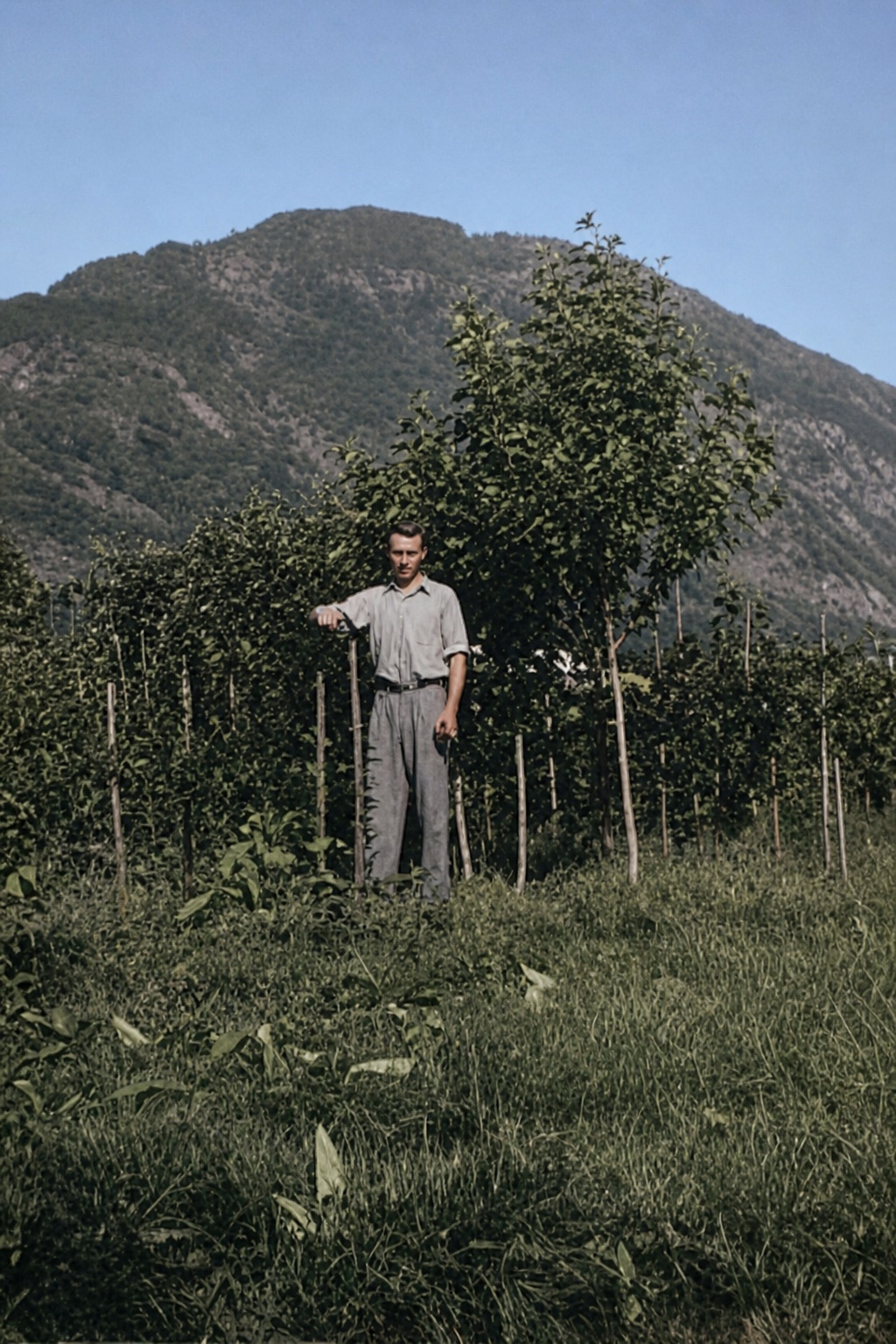 Tormod I. Tynning blant unge frukttrær på Tynning planteskole omkring 1930