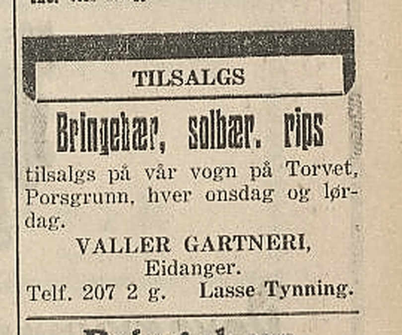 Annonse fra 1930 for bær fra Valler Gartneri i Eidanger, underskrevet Lasse Tynning.